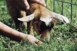 Top Things to Do in Broken Bow Petting Zoo
